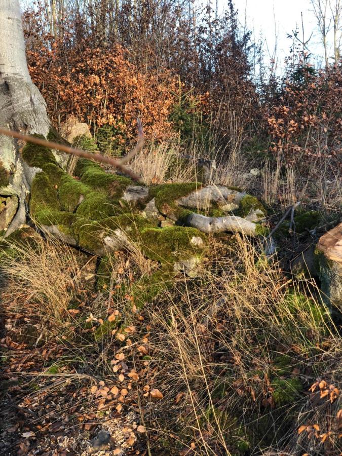 Am Mathildenbrunnen Klein Lägenhet Quedlinburg Exteriör bild